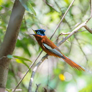 Isalo - Madagascar paradise-flycatcher